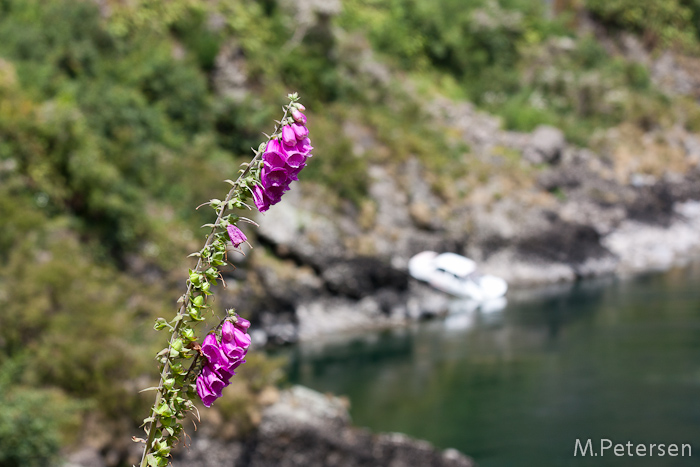 Lower Buller Gorge