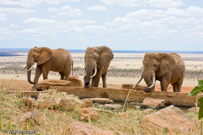 Elefanten an der Tränke - Tsavo Ost Nationalpark