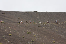 Pferde auf dem Sliding Sands Trail