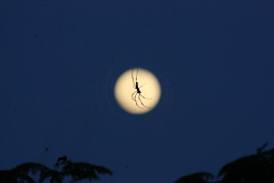 Spinne im Mondschein