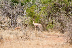 Giraffenantilope