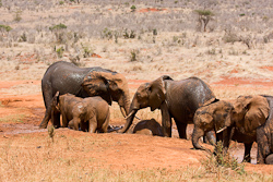 Elefanten beim Schlammbad