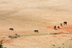 Zebras, Büffel und Elefanten