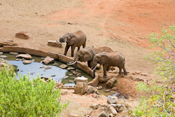 Elefanten an der Trnke