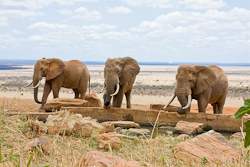 Elefanten an der Trnke