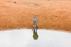 Zebra am Wasserloch