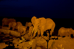Elefanten an der Wassertrnke