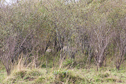 Nashorn im Gebüsch