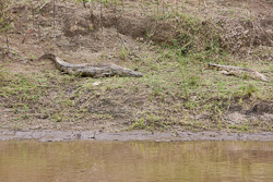 Krokodile am Mara Fluss