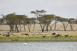 Tiere am Lake Naivasha