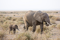 Elefant mit Jungtier