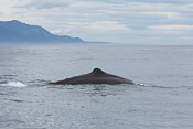 Kaikoura Whale Watching Tour